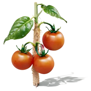 Heirloom Tomato Plant Png Mvl PNG Image