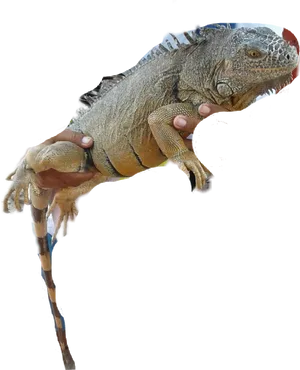 Held Iguana Transparent Background PNG Image