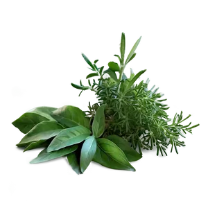 Herb Bundle Png 06272024 PNG Image