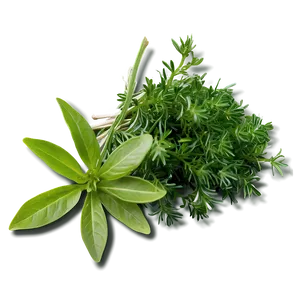 Herb Bundle Png 66 PNG Image