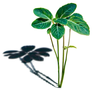 Herbal Plant Shadow Concept Png Idn40 PNG Image