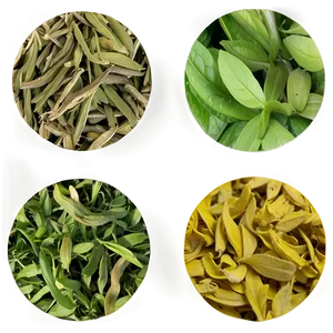 Herbal Tea Leaf Png Slw14 PNG Image