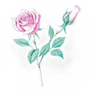 Heritage Rose Sketch Png 1 PNG Image