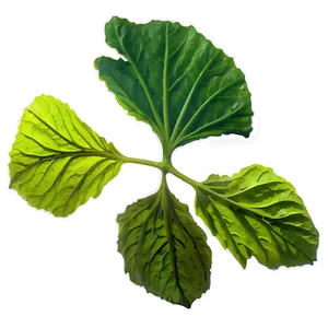 Hibiscus Tea Leaf Png Qwc40 PNG Image