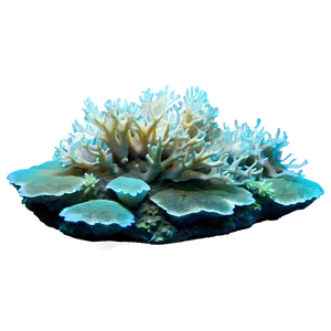 Hidden Coral Reef Treasure Png Drd50 PNG Image