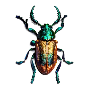 High-quality Weevil Png 15 PNG Image