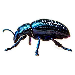 High-quality Weevil Png 59 PNG Image