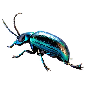 High-quality Weevil Png Dpg54 PNG Image