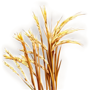 High Resolution Dry Grass Png 49 PNG Image