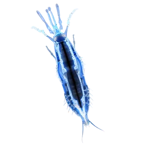 High-resolution Zooplankton Png Kru PNG Image