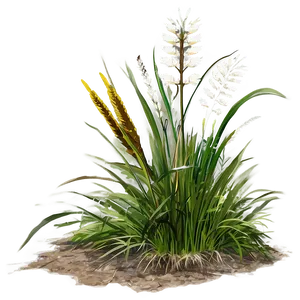 High Wild Grass Png Gaj59 PNG Image