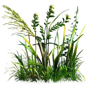 High Wild Grass Png Jiq PNG Image