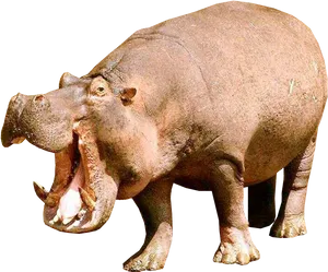 Hippopotamus Yawning Isolated.png PNG Image