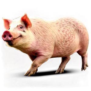 Hog Clipart Png 06252024 PNG Image