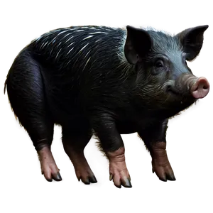 Hog Clipart Png 06252024 PNG Image