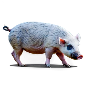 Hog Clipart Png Gll PNG Image