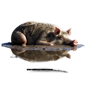 Hog In Mud Png 25 PNG Image