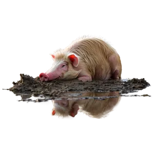 Hog In Mud Png Kol PNG Image