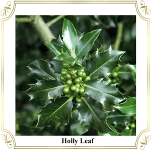 Holly Leaves Green Berries Frame PNG Image