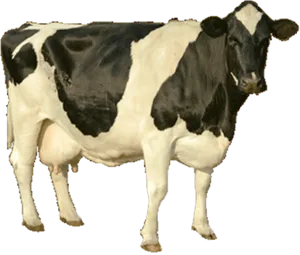 Holstein Friesian Dairy Cow Standing PNG Image