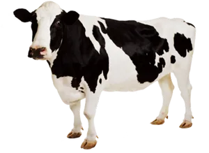 Holstein Friesian Dairy Cow Standing PNG Image