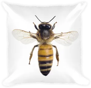 Honey Bee Close Up PNG Image