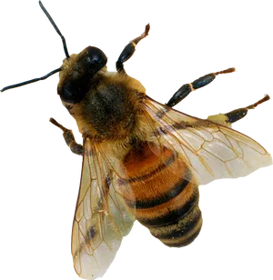 Honey Bee In Flight.png PNG Image