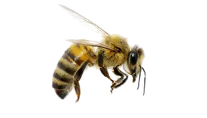 Honeybee In Flight Black Background PNG Image