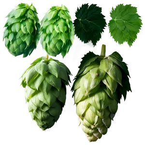 Hops A PNG Image