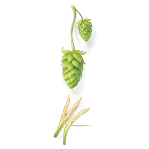 Hops And Barley Png 16 PNG Image