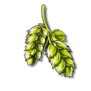 Hops Branch Sketch Png 86 PNG Image