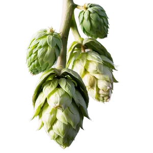 Hops Buds Detail Png 06292024 PNG Image