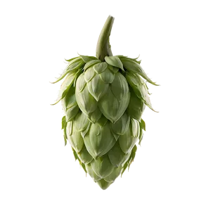 Hops Buds Detail Png 06292024 PNG Image