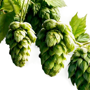 Hops Field Panorama Png Oko PNG Image