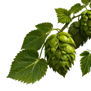 Hops Leaf Texture Png 06292024 PNG Image