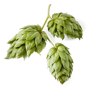 Hops Leaf Texture Png 06292024 PNG Image