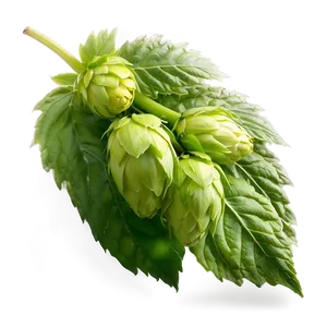 Hops Leaf Texture Png Rns PNG Image