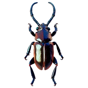 Horn Beetle Png 06132024 PNG Image