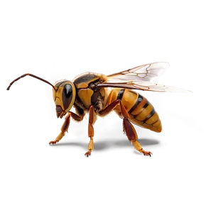 Hornet In Amber Png Xjw PNG Image