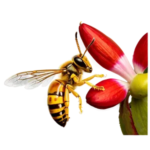 Hornet On Flower Png Qxq3 PNG Image