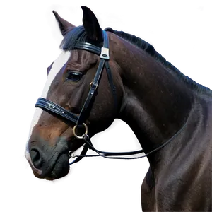 Horse And Rider Bond Png 71 PNG Image