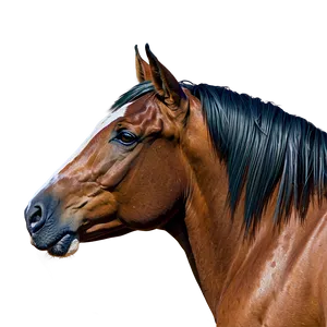 Horse Head B PNG Image