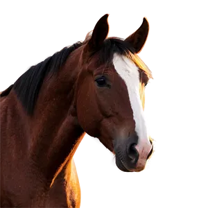 Horse Head C PNG Image