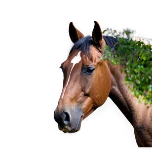 Horse Images A PNG Image