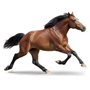 Horse Sprinting Full Speed Png 06292024 PNG Image