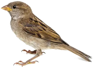 House Sparrow Isolated Image PNG Image