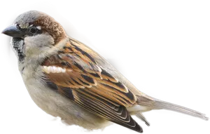 House Sparrow Portrait PNG Image