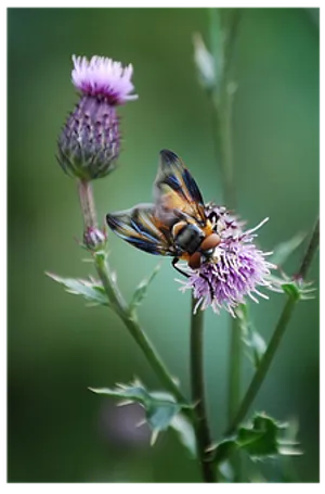 Hoverflyon Thistle Flower.jpg PNG Image