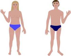 Human Anatomy Basic Maleand Female Figures PNG Image