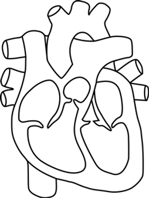 Human Anatomy Black Background PNG